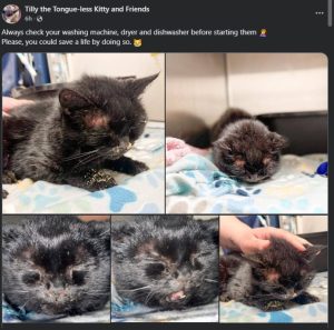 Poor George, A family Cat That Was Surrendered After Almost Drowning In Washing Machine Where He Was Locked For Six Hours