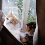 lost pets new post Rest in Peace Frey & Momo