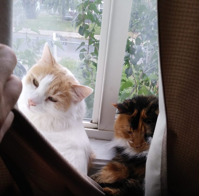 lost pets new post Rest in Peace Frey & Momo